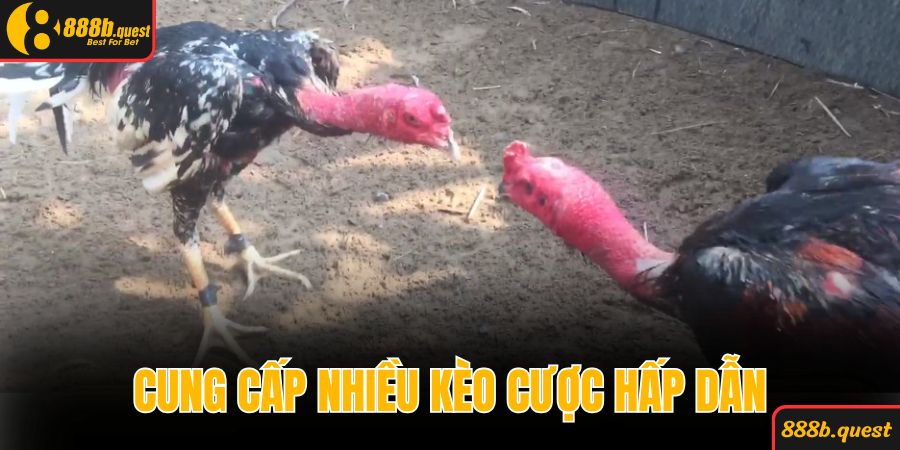 Cung cấp nhiều kèo cược hấp dẫn khi chọi kê
