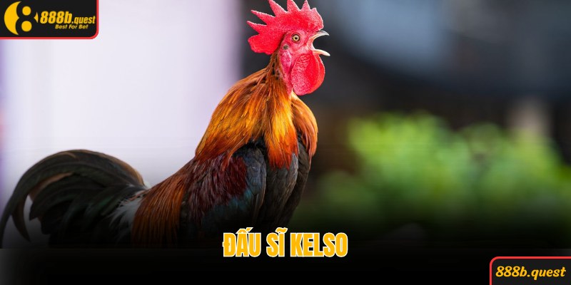 Dòng đấu sĩ Kelso cực khôn ngoan và thiện chiến