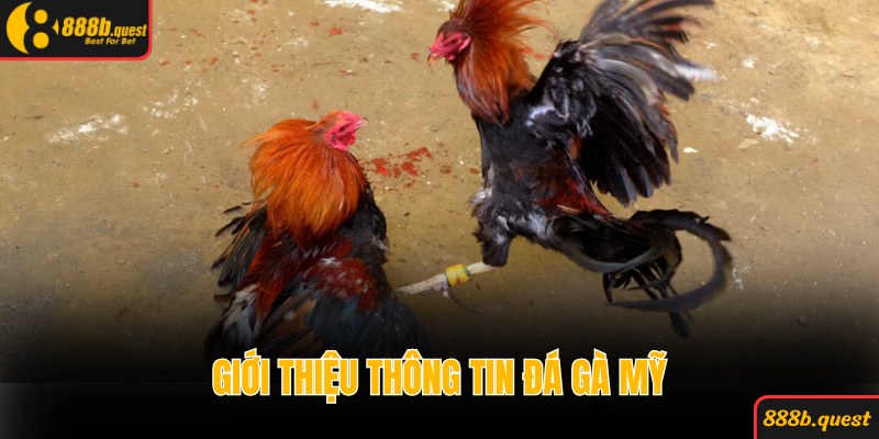 Giới thiệu các thông tin về đá gà Mỹ siêu hấp dẫn