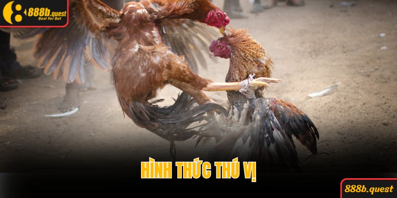 Hình thức thú vị tại 888B gọi tên đá gà nòi hấp dẫn