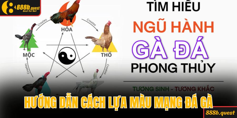 Hướng dẫn cách lựa màu mạng đá gà hiệu quả 