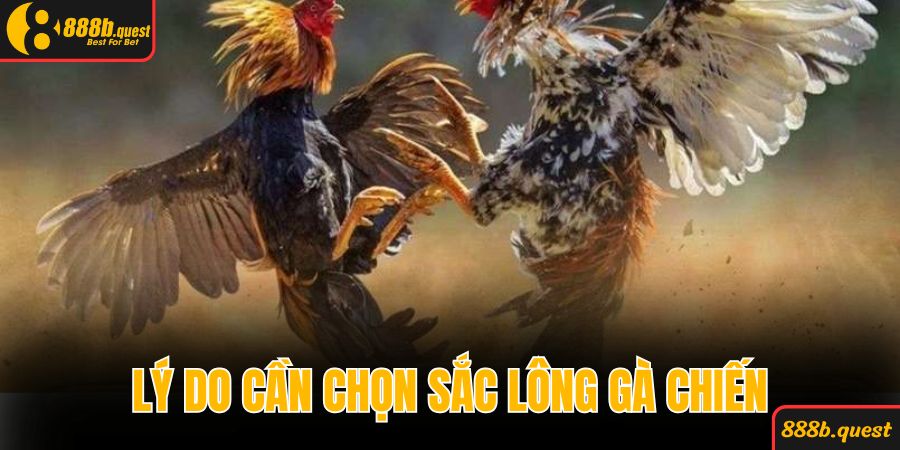 Lý do cần chọn sắc lông gà chiến chính xác