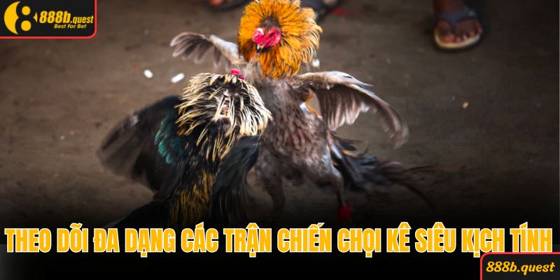 Theo dõi đa dạng các trận chiến chọi kê siêu kịch tính