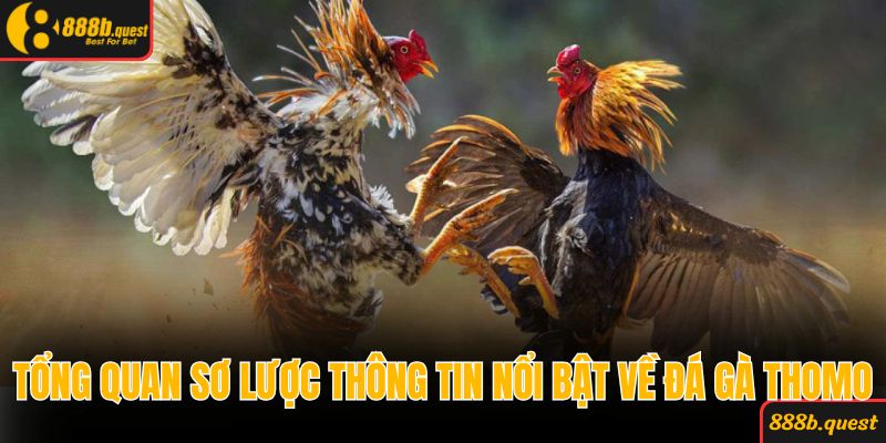 Tổng quan sơ lược thông tin nổi bật về đá gà Thomo